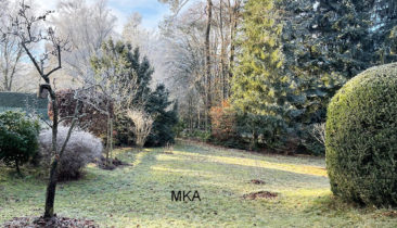 Maison (villa) avec beau terrain arboré à vendre au Bridel